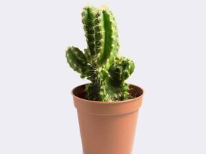 Mini San Pedro Cactus