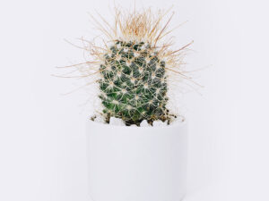 Ball Cactus