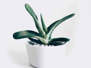 Boncellensis Secullant